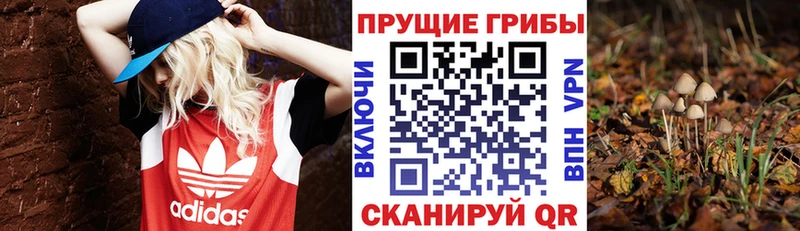 сколько стоит  Дно  Псилоцибиновые грибы MAGIC MUSHROOMS 